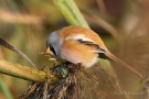 Bartmeisen-Männchen (Panurus biarmicus) am Federsee