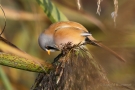 Bartmeisen-Männchen (Panurus biarmicus) am Federsee