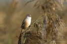 Bartmeisen-Weibchen (Panurus biarmicus) am Federsee