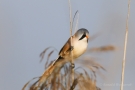 Bartmeisen-Männchen (Panurus biarmicus) am Federsee