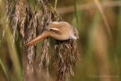 Bartmeisen-Weibchen (Panurus biarmicus) am Federsee