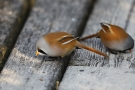 Winzige Sandkörner helfen den Bartmeisen (Panurus biarmicus) bei der Verdauung