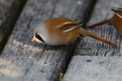 Winzige Sandkörner helfen den Bartmeisen (Panurus biarmicus) bei der Verdauung