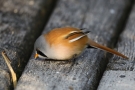 Winzige Sandkörner helfen den Bartmeisen (Panurus biarmicus) bei der Verdauung