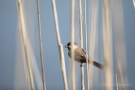 Weidenmeise (Poecile montanus) mit Futter