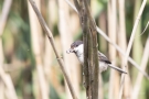 Weidenmeise (Poecile montanus) mit Futter