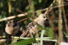 Junge Bartmeise (Panurus biarmicus)