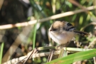 Junge Bartmeise (Panurus biarmicus)