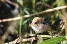 Junge Bartmeise (Panurus biarmicus)