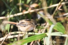 Junge Bartmeise (Panurus biarmicus)