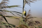 Blaumeise (Cyanistes caeruleus, Syn.: Parus caeruleus)