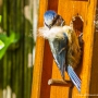 Blaumeise (Cyanistes caeruleus, Syn.: Parus caeruleus) mit Bart