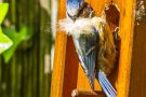 Blaumeise (Cyanistes caeruleus, Syn.: Parus caeruleus) mit Bart