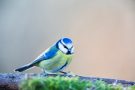 Blaumeise (Cyanistes caeruleus, Syn.: Parus caeruleus)