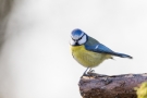 Blaumeise (Cyanistes caeruleus, Syn.: Parus caeruleus)