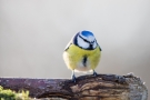 Blaumeise (Cyanistes caeruleus, Syn.: Parus caeruleus)