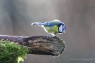 Blaumeise (Cyanistes caeruleus, Syn.: Parus caeruleus)