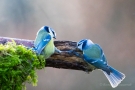 Blaumeisen (Cyanistes caeruleus, Syn.: Parus caeruleus)