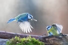 Blaumeise (Cyanistes caeruleus, Syn.: Parus caeruleus)