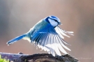 Blaumeise (Cyanistes caeruleus, Syn.: Parus caeruleus)
