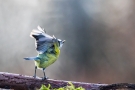 Blaumeise (Cyanistes caeruleus, Syn.: Parus caeruleus)