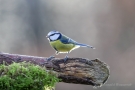 Blaumeise (Cyanistes caeruleus, Syn.: Parus caeruleus)