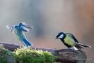 Kohlmeise (Parus major)