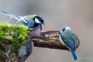 Kohlmeise (Parus major)