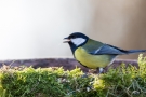 Kohlmeise (Parus major)