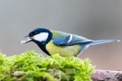 Kohlmeise (Parus major)