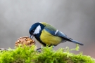 Kohlmeise (Parus major) mit Walnuss