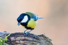 Kohlmeise (Parus major)