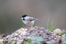 Sumpfmeise (Poecile palustris)