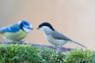 Sumpfmeise (Poecile palustris)