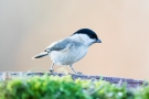 Sumpfmeise (Poecile palustris)