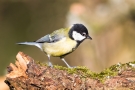 Kohlmeise (Parus major)