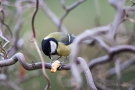 Kohlmeise (Parus major) mit Walnuss
