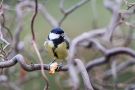 Kohlmeise (Parus major)