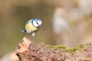 Blaumeise (Cyanistes caeruleus)