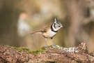 Haubenmeise (Lophophanes cristatus, Syn.: Parus cristatus)
