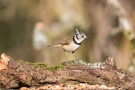 Haubenmeise (Lophophanes cristatus, Syn.: Parus cristatus)