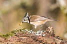 Haubenmeise (Lophophanes cristatus, Syn.: Parus cristatus) mit Mehlwurm