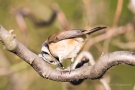 Haubenmeise (Lophophanes cristatus, Syn.: Parus cristatus) mit Mehlwurm