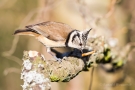 Haubenmeise (Lophophanes cristatus, Syn.: Parus cristatus) mit Mehlwurm