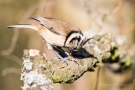 Haubenmeise (Lophophanes cristatus, Syn.: Parus cristatus) mit Mehlwurm