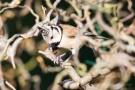 Haubenmeise (Lophophanes cristatus, Syn.: Parus cristatus)