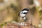 Tannenmeise (Periparus ater, Syn.: Parus ater)