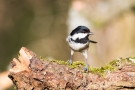 Tannenmeise (Periparus ater, Syn.: Parus ater)