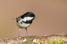 Tannenmeise (Periparus ater, Syn.: Parus ater)