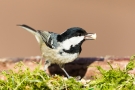 Tannenmeise (Periparus ater, Syn.: Parus ater)